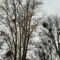 В Калининграде омелу срезают только с сильно зараженных деревьев
