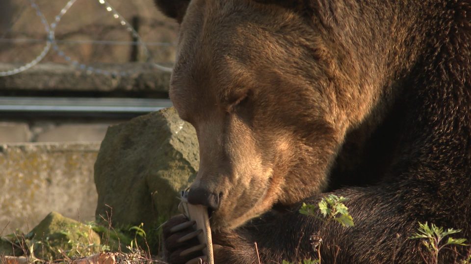 В Калининградском зоопарке медведь Фима празднует сегодня 18-летие