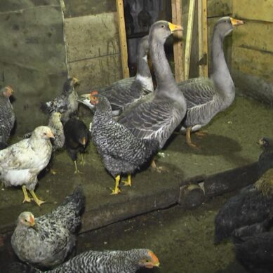 Карантин по гриппу птиц установили в поселке Заповедном