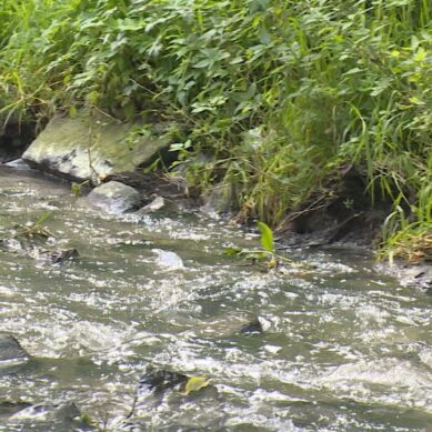 В Минприроды региона рассказали о судьбе ручья Паркового