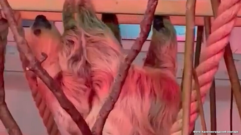 В Калининградский зоопарк приехал ленивец из Чехии