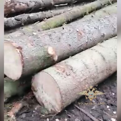 Жителя Краснознаменска будут судить за незаконную вырубку деревьев