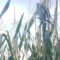 Калининградская область вышла в лидеры страны по урожайности кукурузы