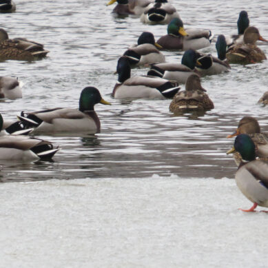 15 января в России отмечается экологический праздник «День зимующих птиц»