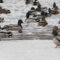 15 января в России отмечается экологический праздник «День зимующих птиц»