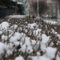 В феврале Калининград ждёт снег и новый циклон