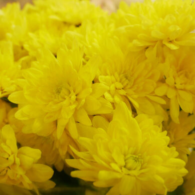В Калининградскую область импортировали более 300 тонн цветов