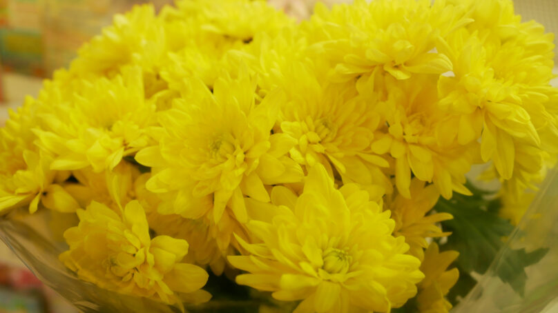 В Калининградскую область импортировали более 300 тонн цветов