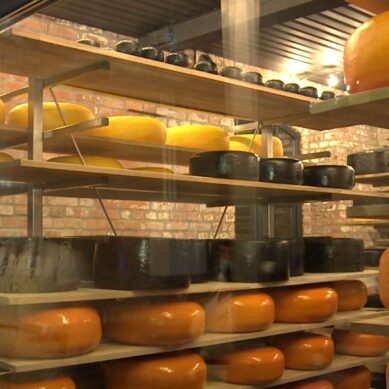 В регионе изысканные сорта сыра создаются прямо на глазах посетителей
