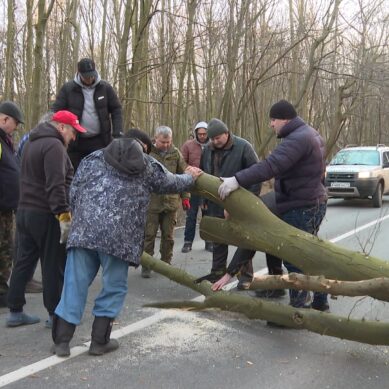 Упавшее дерево парализовало движение на трассе Калининград-Балтийск. Водители взялись за пилы