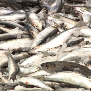 В Калининградских рыбных консервах обнаружен бензпирен выше нормы
