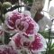 Россыпь кумкватов, пробуждение орхидей и кактусов. Что можно посмотреть в Ботаническом саду