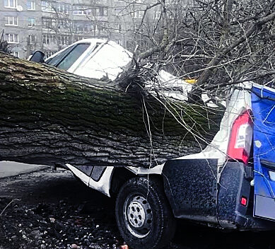 На ул. Багратиона циклон «Цейнеп» обрушил дерево на машины (ВИДЕО)