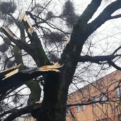 Циклон «Цейнеп» повалил 35 деревьев в Калининградской области