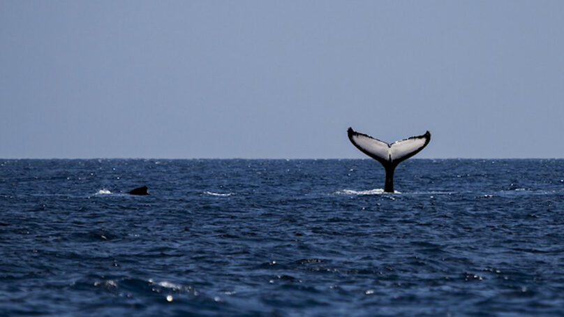 Всемирный день защиты морских млекопитающих отмечаются 19 февраля