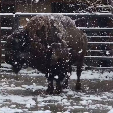 Бодали игрушку и ловили рогами снежинки. Как развлекались бизоны в зоопарке в весенний снегопад