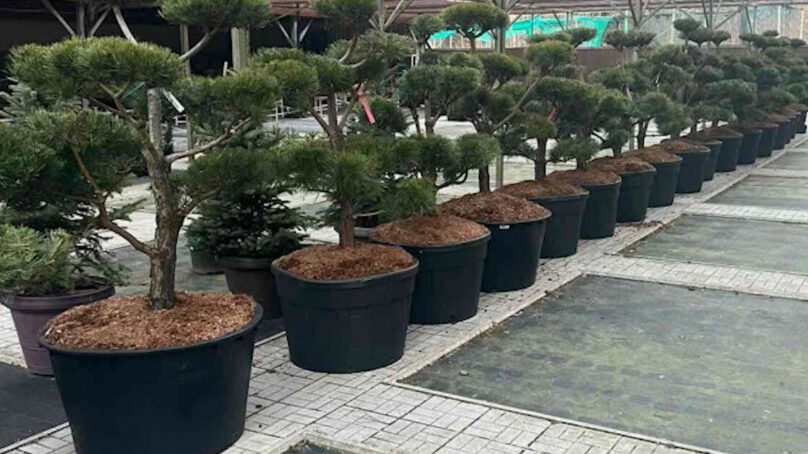 В центре Зеленоградска появятся 25 сосновых бонсай в вазонах