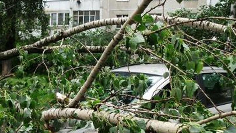 Житель Правдинска подал в суд на коммунальщиков за повреждённый деревом Мерседес