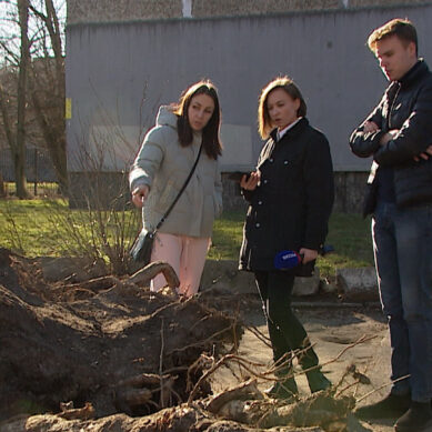 Калининградцы пытаются получить компенсацию за поваленное во время шторма дерево на автомобили