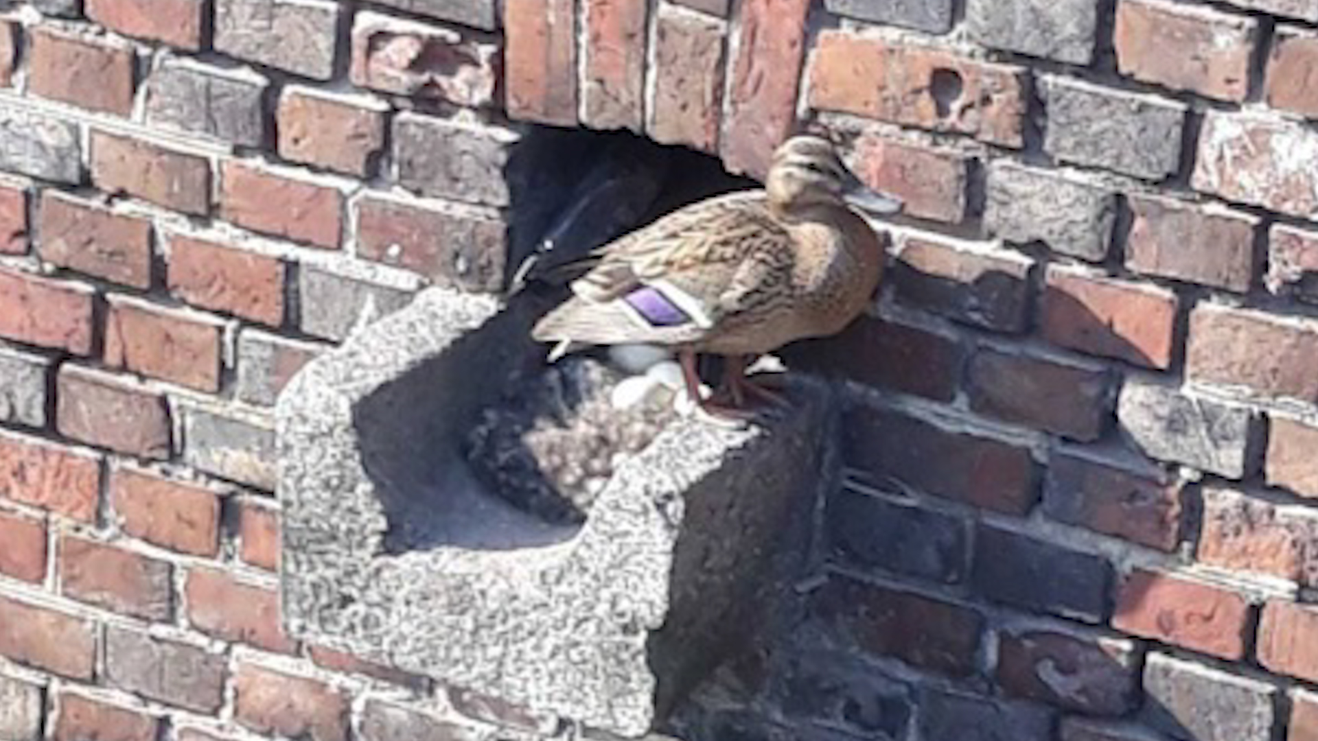 В Южном парке утка снесла яйца прямо на стене — Вести-Калининград