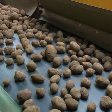 Из Калининградской области в другие регионы России вывезли 5 тыс. тонн семенного картофеля