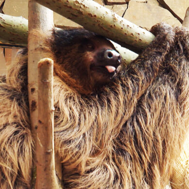 Калининградский зоопарк возобновляет показательные кормления животных