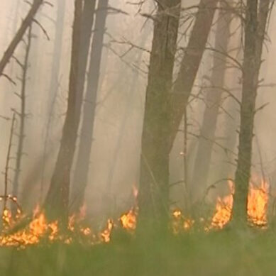 Сезон огня: за нарушение пожарной безопасности в лесах можно заработать крупный штраф