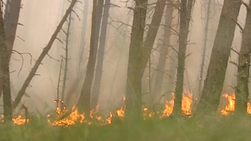 Сезон огня: за нарушение пожарной безопасности в лесах можно заработать крупный штраф