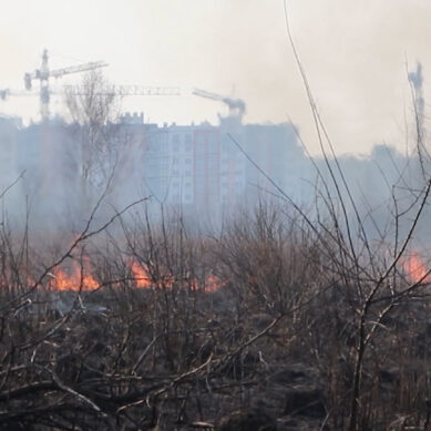В Калининградской области введён особый противопожарный режим