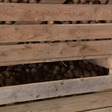 В регионе многодетным семьям помогают семенным картофелем