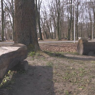 Вторая жизнь обломков. Поваленные штормом деревья пошли на пользу городу