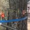 В Калининграде определять степень аварийности деревьев будут с помощью томографа
