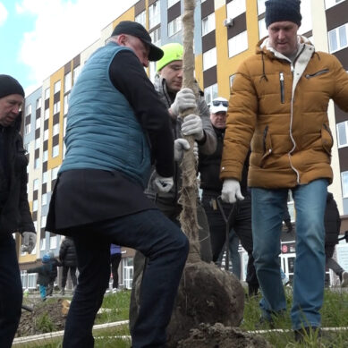 На акции «Зелёный край» Антон Алиханов руководил высадкой граба и липы