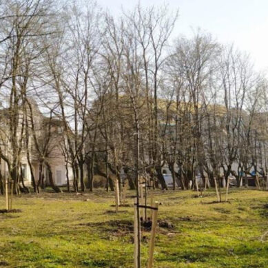 В Зеленоградском парке высадят 24 новых дерева