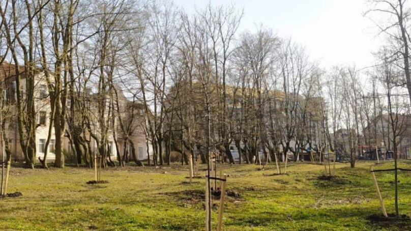 В рамках международной акции «Сад памяти» в Черняховске высадили более 150 деревьев