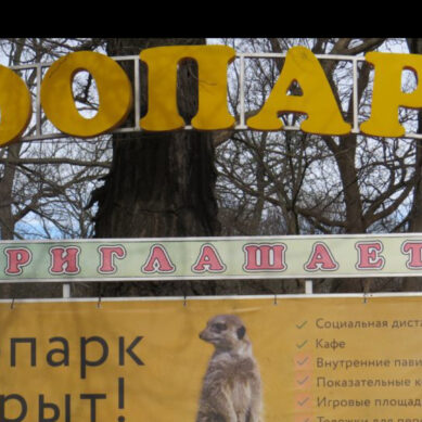 В Калининградском зоопарке наконец-то появятся кустарниковые собаки