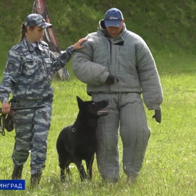 Кинологи вместе с четвероногими напарниками продемонстрировали умения на региональных соревнованиях в Холмогоровке