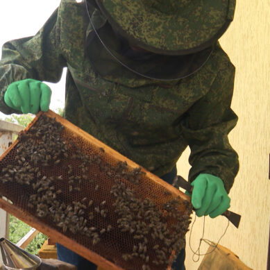 В Калининградскую область привезли пчеломаток из кисловодского питомника