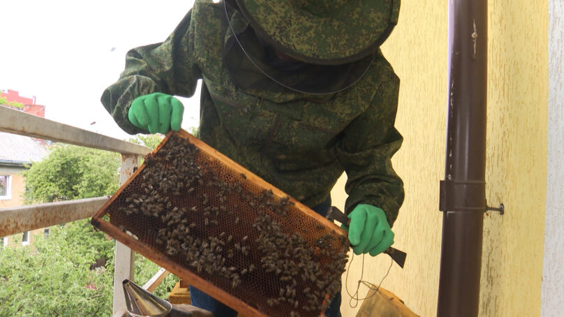 В Калининградскую область привезли пчеломаток из кисловодского питомника