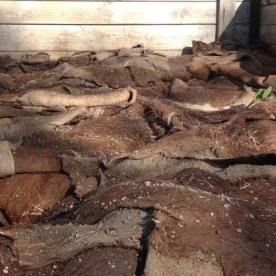 На границе остановили 20 тонн шкур крупного рогатого скота из Гусева