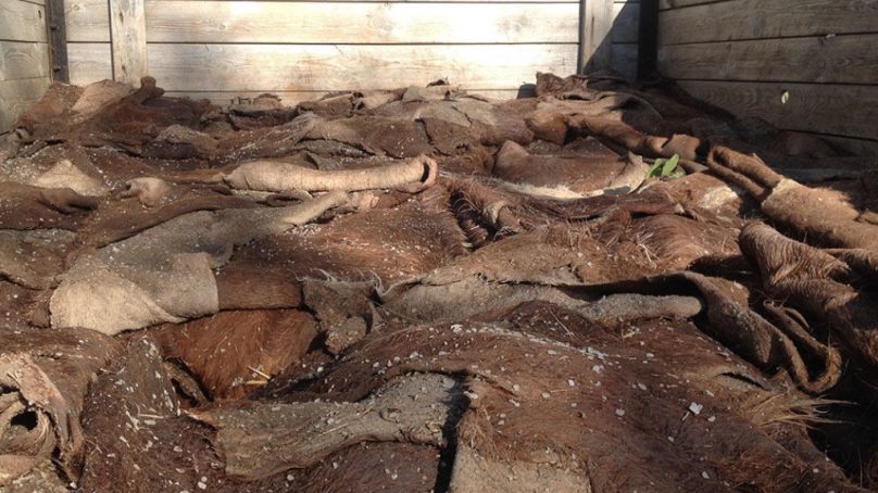 На границе остановили 20 тонн шкур крупного рогатого скота из Гусева