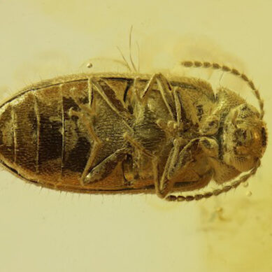 Калининградские учёные открыли новый вид доисторического жука