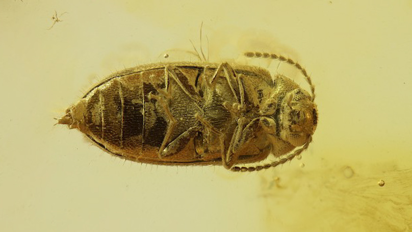 Калининградские учёные открыли новый вид доисторического жука