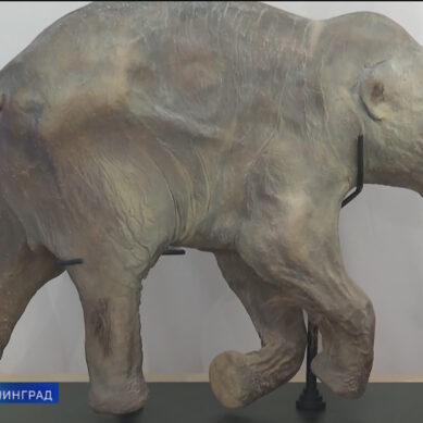 Мумию мамонтёнка Любы выставили в Музее Мирового океана