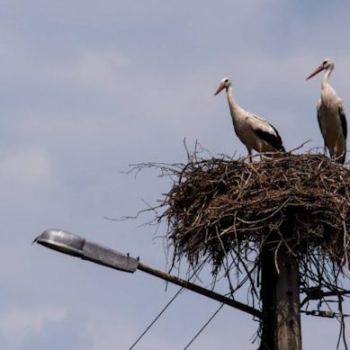 В Калининградской области спасли гнездо аистов, свитое на опоре линии электропередачи