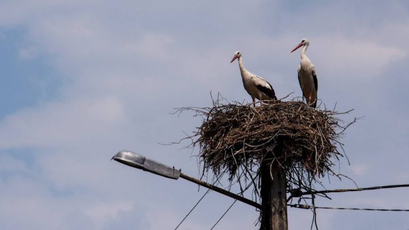 В Калининградской области спасли гнездо аистов, свитое на опоре линии электропередачи