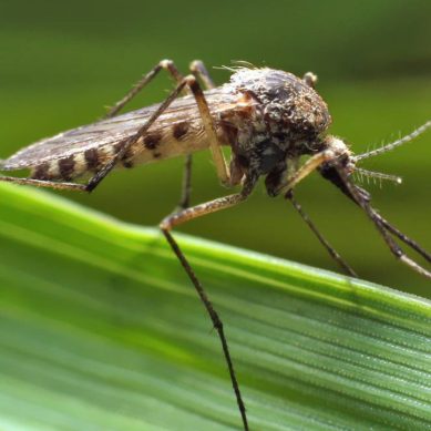 Роспотребнадзор напоминает, что кровососущие комары могут быть переносчиками возбудителей инфекционных и паразитарных болезней