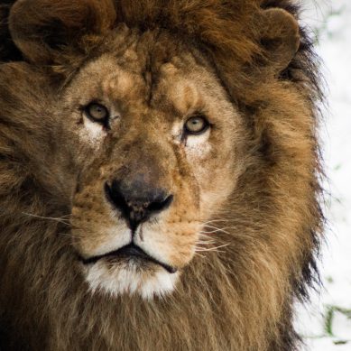 В зоопарке Калининграда умер лев Бонифаций