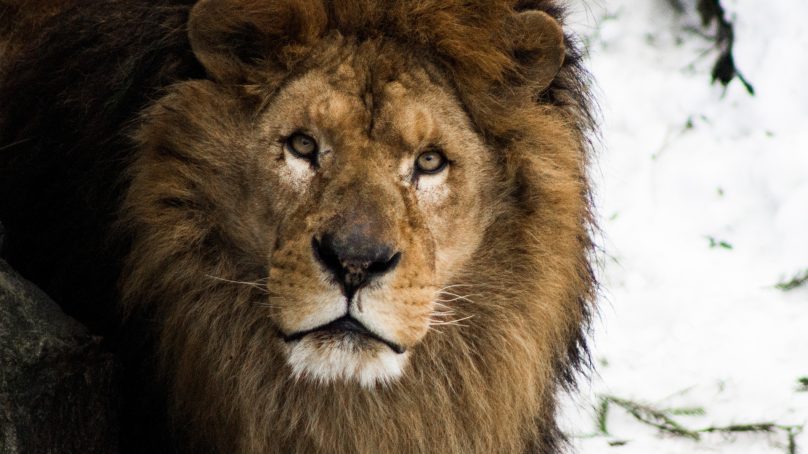 В зоопарке Калининграда умер лев Бонифаций