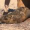 В Балтийское море после четырёх месяцев реабилитации в зоопарке выпустили тюленя